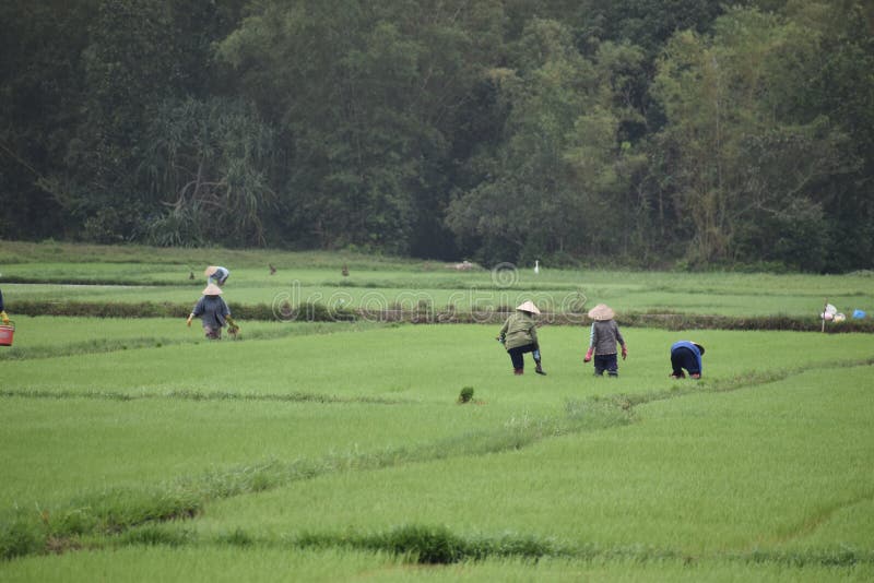Традиционный работник на зеленом рисе fields в Hoi в Вьетнаме, Азии стоковое изображение Традиционный работник на зеленом рисе fields в Hoi в Вьетнаме, Азии стоковое изображение