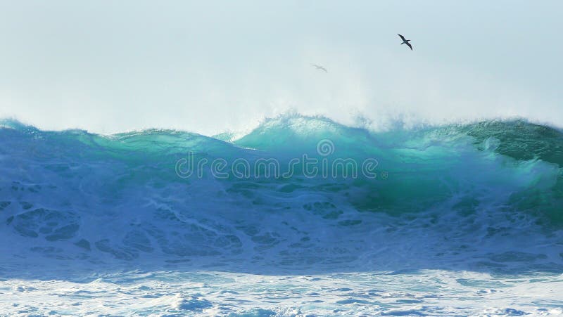 Beautiful backlit wave at Pipeline. Translucent blue-green ocean walls of water, with tropical birds riding the windswept seascape that dominates the north shore of the island of Oahu. Beautiful backlit wave at Pipeline. Translucent blue-green ocean walls of water, with tropical birds riding the windswept seascape that dominates the north shore of the island of Oahu.