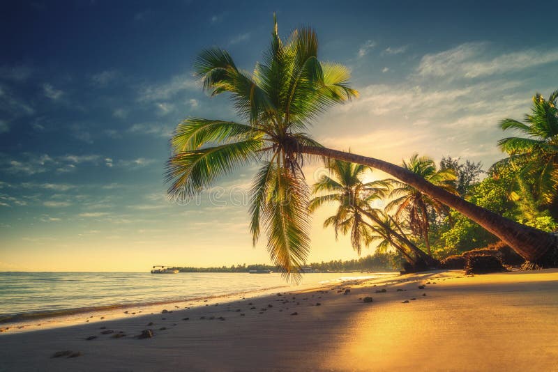 Тропический пляж в Punta Cana, Доминиканской Республике Пальмы на песочном  острове в океане Стоковое Изображение - изображение насчитывающей кокос,  лагуна: 137389639