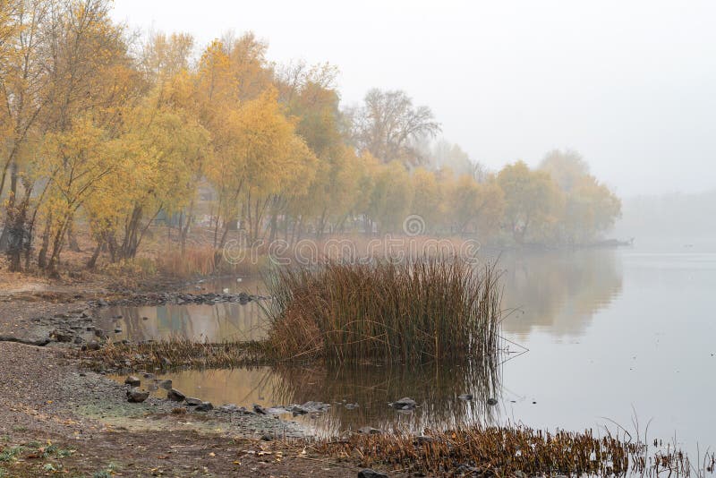 Тростники и деревья близко к реке Dnieper в Киеве, Украине Мягкое утро осени, туман над холодной и спокойной водой стоковые изображения Тростники и деревья близко к реке Dnieper в Киеве, Украине Мягкое утро осени, туман над холодной и спокойной водой стоковые изображения