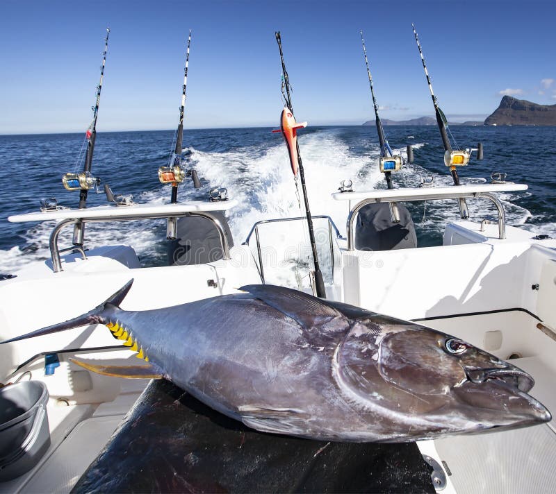 Yellowfin tuna aboard a fishing yacht after fishing in the sea. Transportation of captured fish after ocean fishing in a boat with equipment. Predatory fish, spinning rods, bait, tackle. Yellowfin tuna aboard a fishing yacht after fishing in the sea. Transportation of captured fish after ocean fishing in a boat with equipment. Predatory fish, spinning rods, bait, tackle