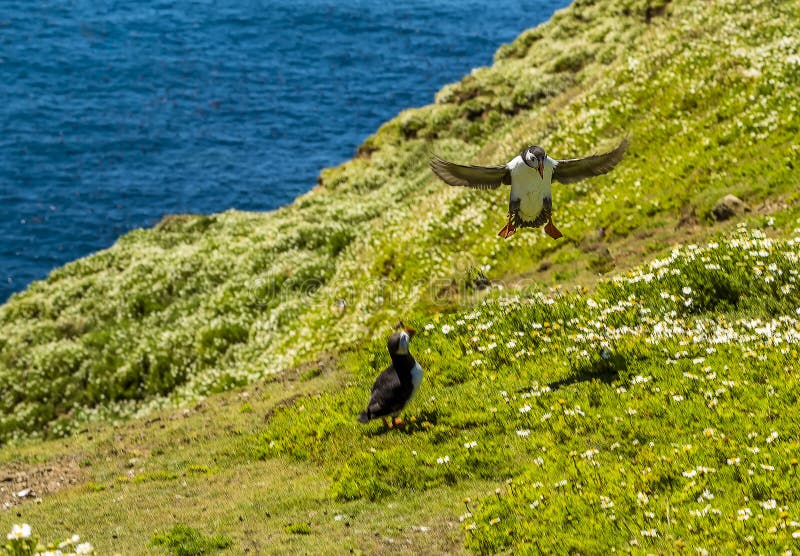 Тупик делает вертикальную посадку на острове Skomer, Уэльсе стоковая фотография rf Тупик делает вертикальную посадку на острове Skomer, Уэльсе стоковая фотография rf