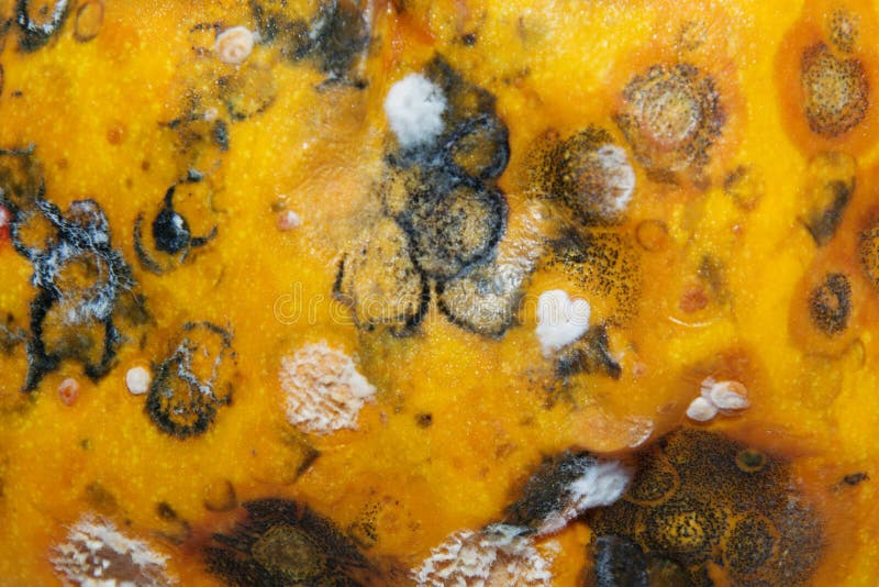 Тухлая и moldy тыква. Форма представления планом растет Заражение пищевых продуктов, прибыль, отвратительно отвратительно плоды В стоковое изображение rf