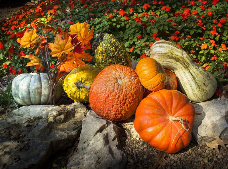 This collection of brightly lit pumpkins, gords, Autumn leaves and late season flowers make a very colorful Thanksgiving composition. This collection of brightly lit pumpkins, gords, Autumn leaves and late season flowers make a very colorful Thanksgiving composition.