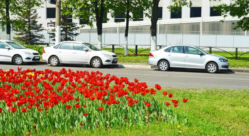 Tulip boulevard with parked cars. Tulip boulevard with parked cars