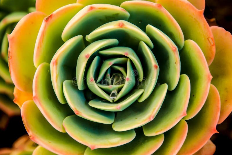 Увлекая картина суккулентного Aeonium Пустыня Роза? стоковое изображение rf Увлекая картина суккулентного Aeonium Пустыня Роза? стоковое изображение rf