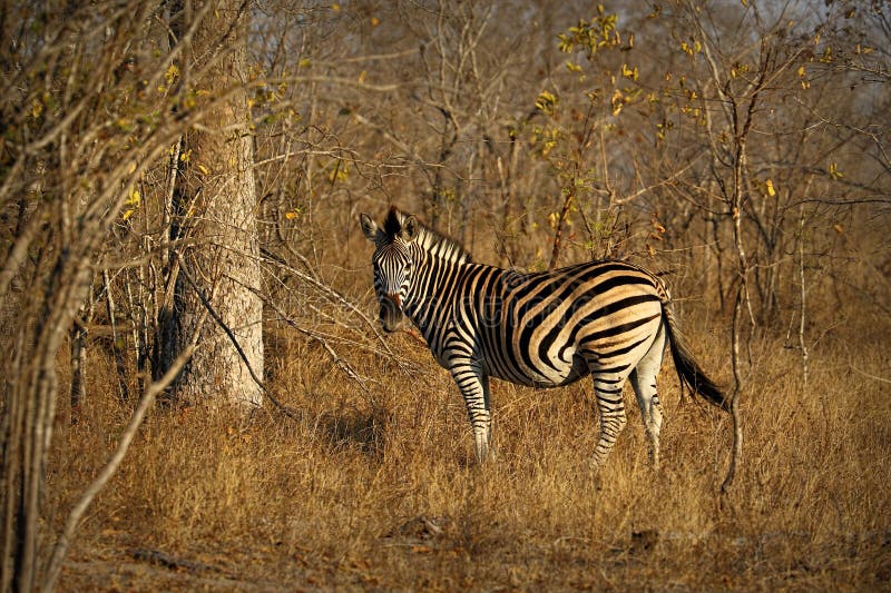 Угрожаемая зебра Equus зебры горы накидки, национальный парк Kruger, Южная Африка стоковое фото Угрожаемая зебра Equus зебры горы накидки, национальный парк Kruger, Южная Африка стоковое фото