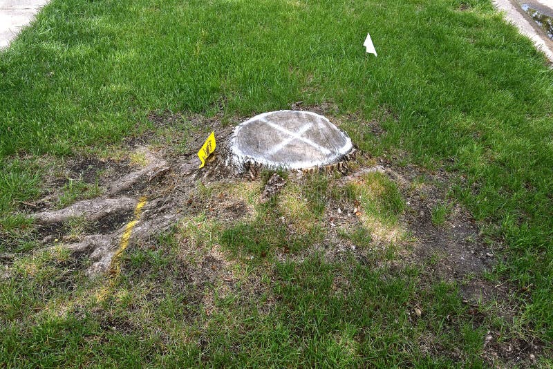 A boulevard tree stump marked with an `X` is scheduled for removal from a boulevard. A boulevard tree stump marked with an `X` is scheduled for removal from a boulevard