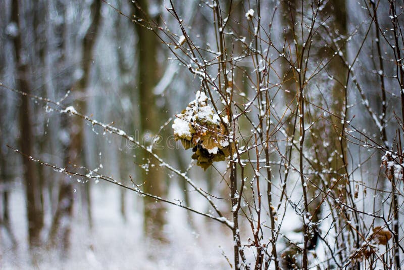 Уединённые сухие лист на ветви дерева День зимы снежный в woods_