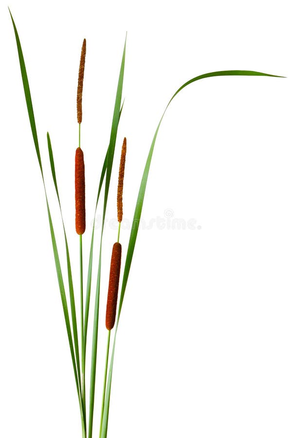 узкая часть cattail leaved стоковая фотография rf