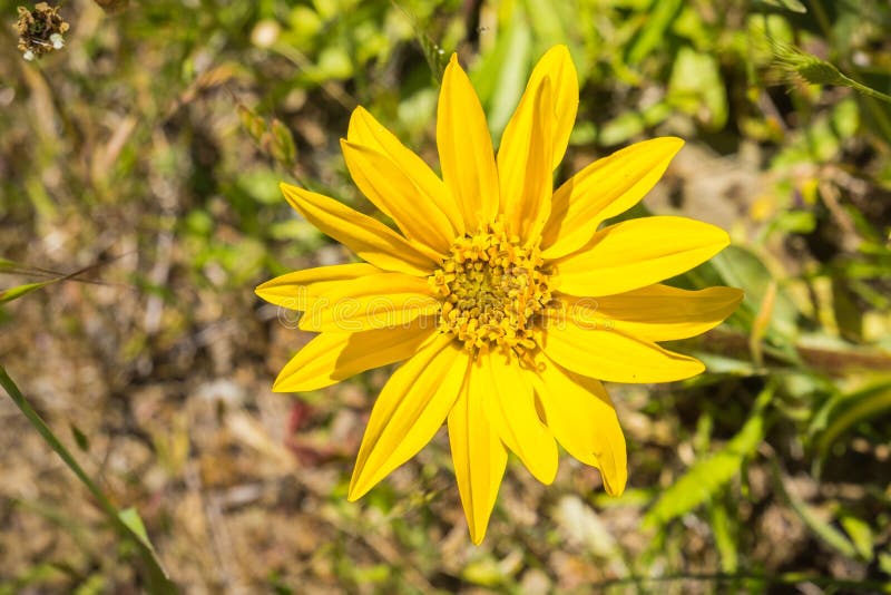 Узкое angustifolia Wyethia ушей осла лист, Калифорния стоковое фото Узкое angustifolia Wyethia ушей осла лист, Калифорния стоковое фото
