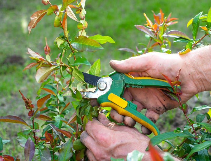 Spring seasonal gardening. Mans hands with secateurs cutting off bush branches. Spring seasonal gardening. Mans hands with secateurs cutting off bush branches