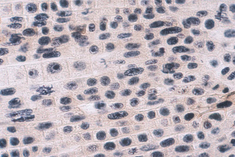 Клетка конопли в микроскопе ramp hydra