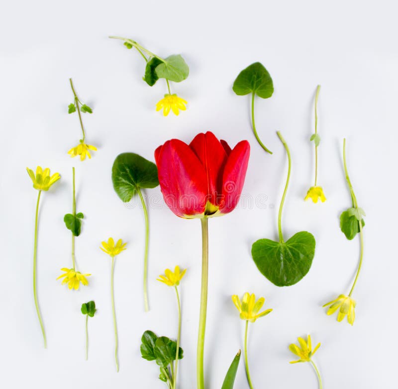 Украшение дня или Дня матери женщин Рамка красных тюльпанов, narcissus, гиацинтов и muscari цветков на белизне стоковая фотография Украшение дня или Дня матери женщин Рамка красных тюльпанов, narcissus, гиацинтов и muscari цветков на белизне стоковая фотография
