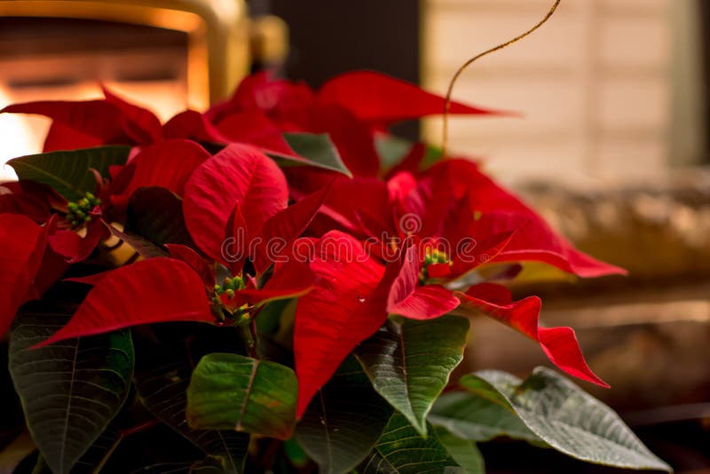 Beautiful holiday home interior with poinsettia Christmas and New Year holiday theme for sending seasons greetings to business clients and social network community or email newsletter photography with room for copy space or holiday hashtag red poinsettia flowers in home near fireplace and logs cozy winter celebration. Beautiful holiday home interior with poinsettia Christmas and New Year holiday theme for sending seasons greetings to business clients and social network community or email newsletter photography with room for copy space or holiday hashtag red poinsettia flowers in home near fireplace and logs cozy winter celebration