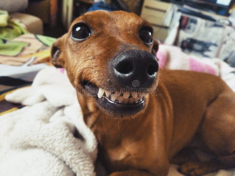 Smiling dog with teeth. Funny dog face. Smiling dog with teeth. Funny dog face