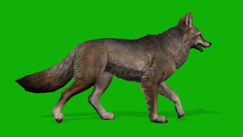 умная лиса медленно ходит с правой стороны на зеленом экране 3d рендеринга анимации иллюстрация вектора