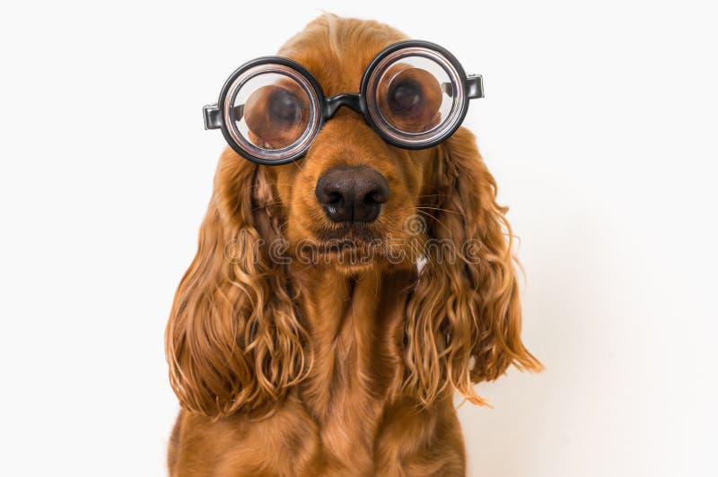 Умная собака Spaniel кокерспаниеля при eyeglasses изолированные на белизне стоковая фотография rf Умная собака Spaniel кокерспаниеля при eyeglasses изолированные на белизне стоковая фотография rf