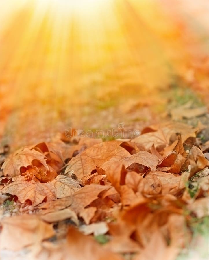 Fallen autumn leaves on the ground illuminated by sunlight. Fallen autumn leaves on the ground illuminated by sunlight