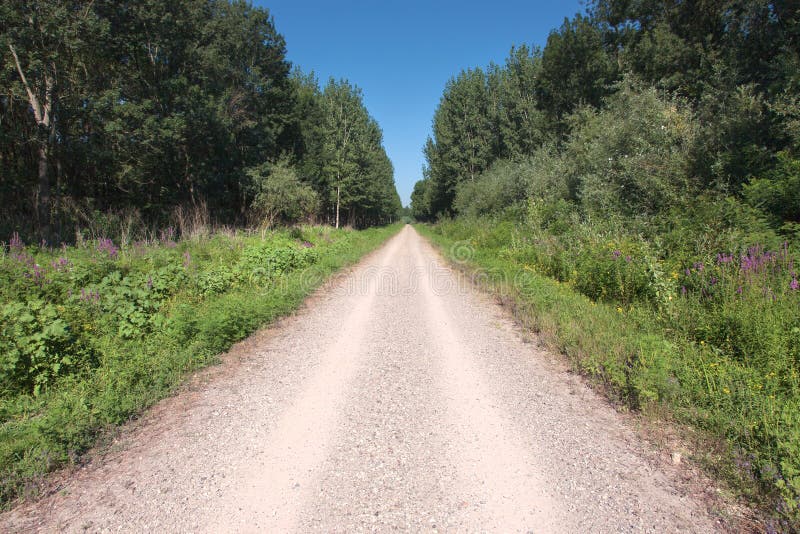 Driving on the gravel road through the wood at sunny day. Driving on the gravel road through the wood at sunny day