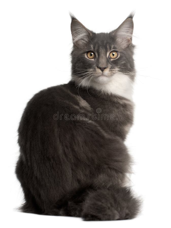 Maine Coon Kitten, 5 months old, sitting in front of white background. Maine Coon Kitten, 5 months old, sitting in front of white background