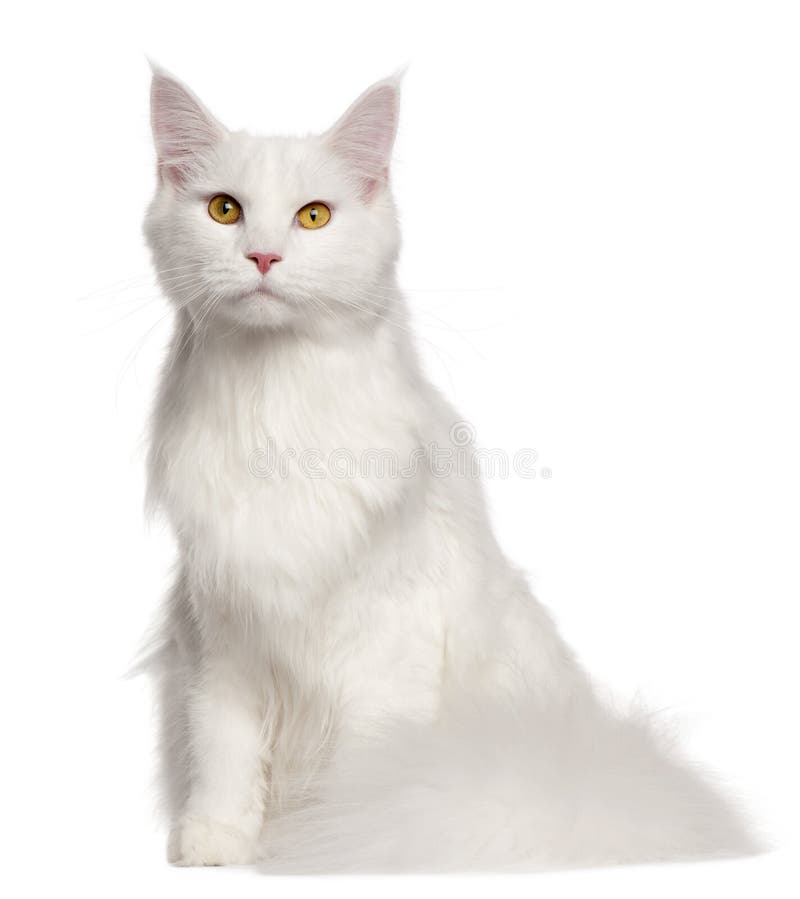 Maine Coon cat, 8 months old, sitting in front of white background. Maine Coon cat, 8 months old, sitting in front of white background