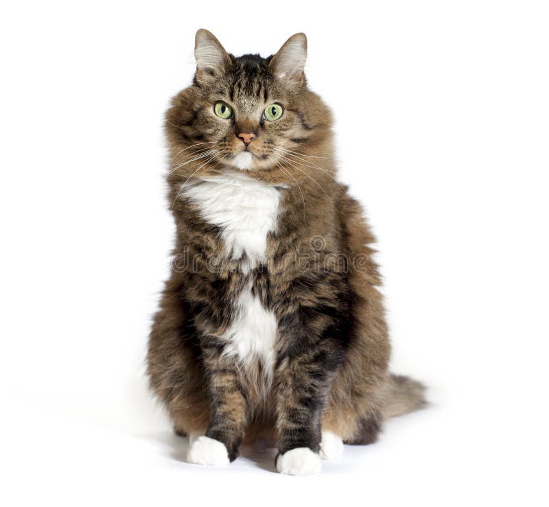 A brown Maine Coon Mix tabby cat with green eyes and white paws, sitting looking forward on white background. A brown Maine Coon Mix tabby cat with green eyes and white paws, sitting looking forward on white background.