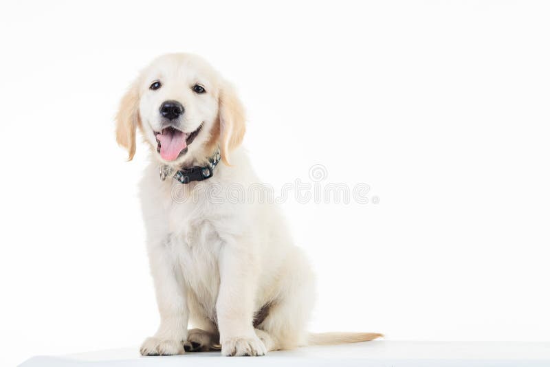 Усаживание собаки щенка retriever счастливый задыхаться золотое labrador стоковые изображения Усаживание собаки щенка retriever счастливый задыхаться золотое labrador стоковые изображения