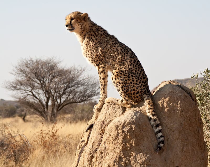 A cheetah on the savanna in Namibia. A cheetah on the savanna in Namibia.