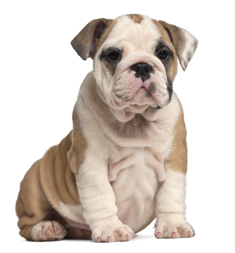 English Bulldog puppy, 2 months old. English Bulldog puppy, 2 months old