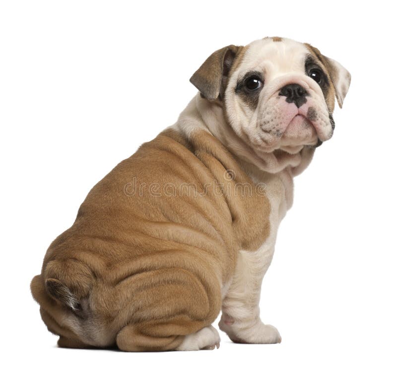 English Bulldog puppy, Sitting, looking back, 2 months old. English Bulldog puppy, Sitting, looking back, 2 months old