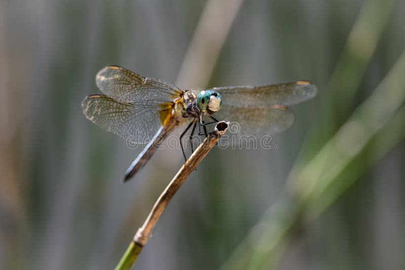 Усмехаясь голубой Dragonfly Dasher сидя на тростнике стоковое фото rf Усмехаясь голубой Dragonfly Dasher сидя на тростнике стоковое фото rf