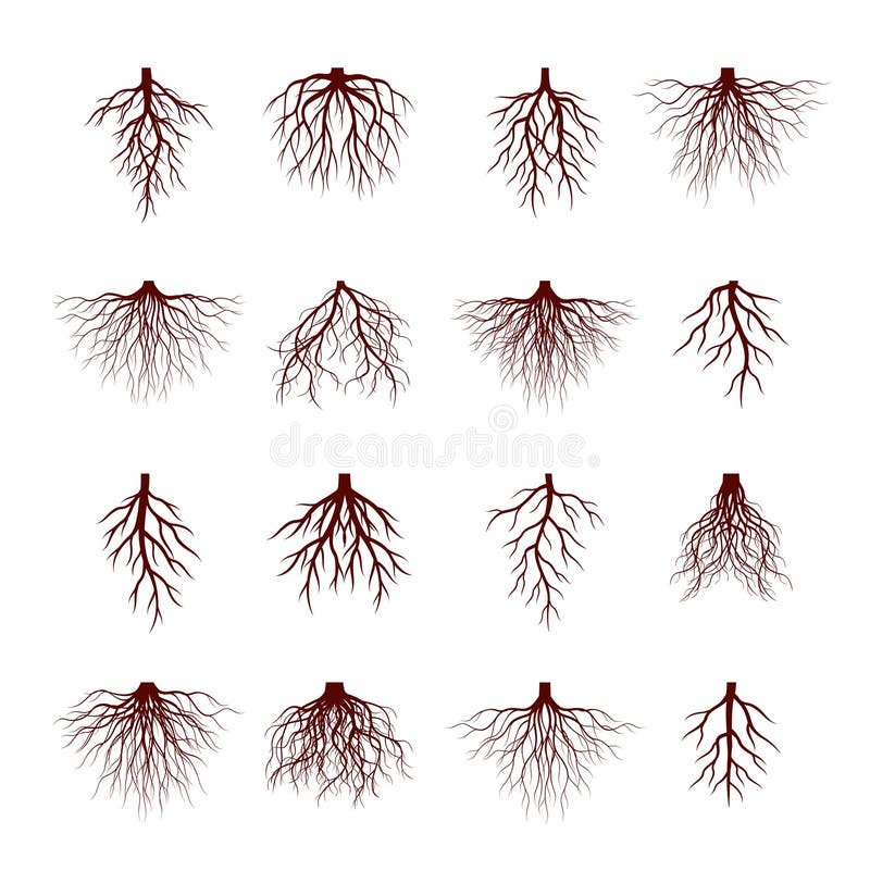 Установите корней дерева Брауна r