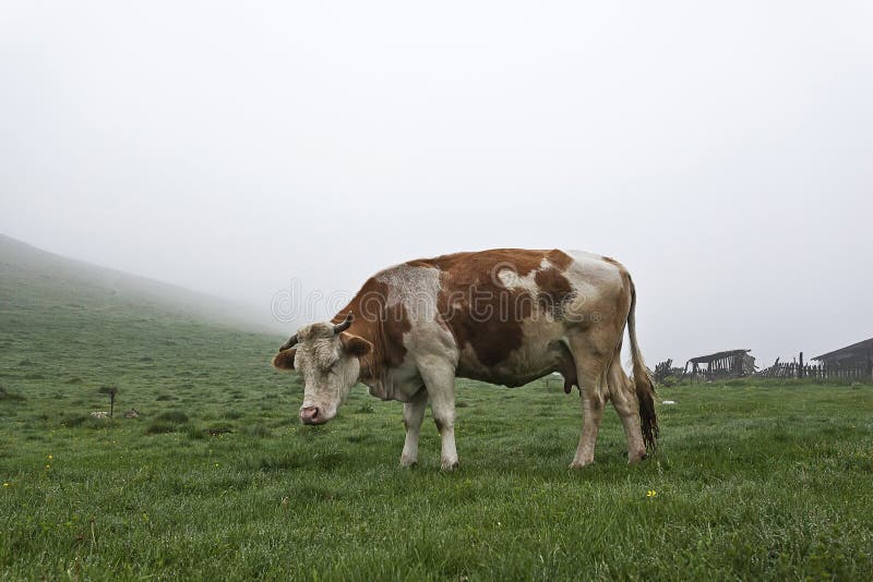 Cow in the meadow in the mist on the grass covered with dew. Cow in the meadow in the mist on the grass covered with dew