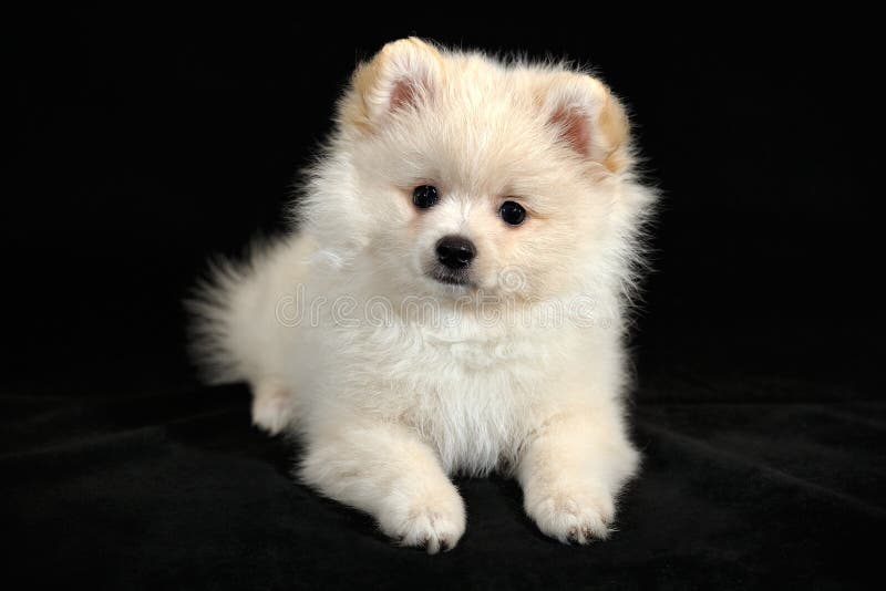 Утеха дня - щенок шпица Pomeranian немца стоковые изображения Утеха дня - щенок шпица Pomeranian немца стоковые изображения