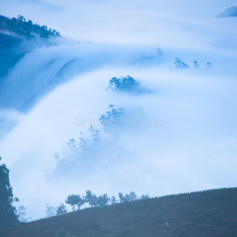 Утро на плантации чая. Munnar, Керала, Индия стоковое изображение Утро на плантации чая. Munnar, Керала, Индия стоковое изображение