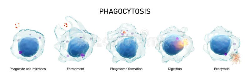 Fagocitosis y pinocitosis