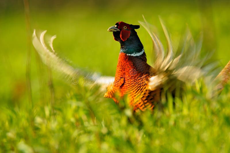 Pheasant is hiding in the grass, portrait. Pheasant is hiding in the grass, portrait