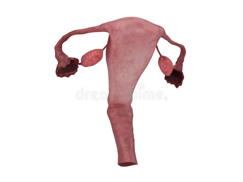 фаллопиев uterus пробок завязей бесплатная иллюстрация фаллопиев uterus пробок завязей бесплатная иллюстрация