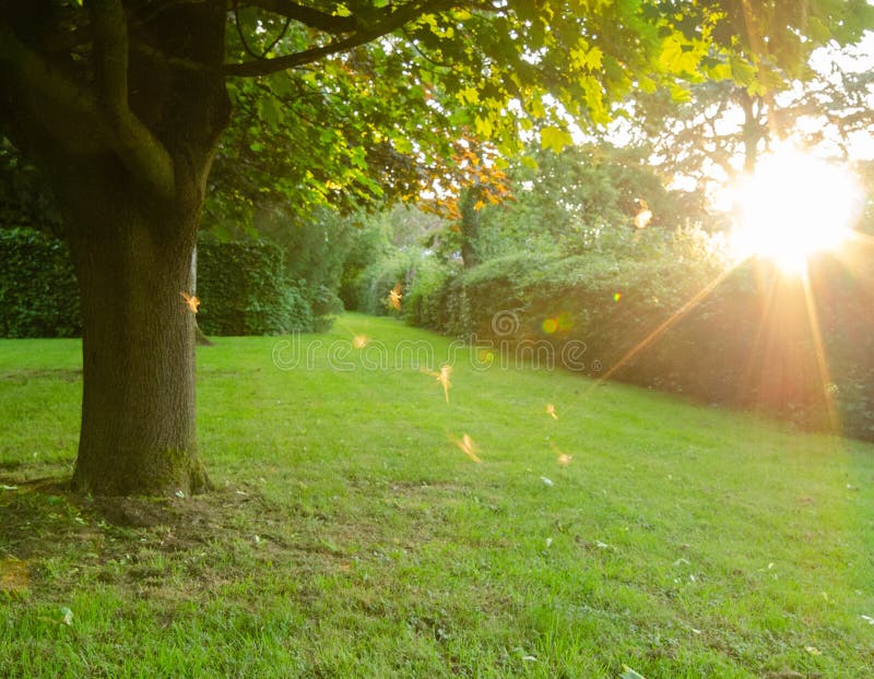 At the bottom of the garden, as the afternoon sun shone brightly through the trees, midges small flies danced around in the warm air. If anything looked like fairies dancing in the sun, these did; magical. At the bottom of the garden, as the afternoon sun shone brightly through the trees, midges small flies danced around in the warm air. If anything looked like fairies dancing in the sun, these did; magical