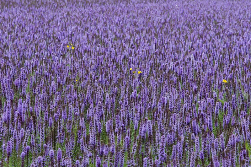 Agastache foeniculum blue giant hyssop; syn. Agastache anethiodora Nutt. Britton, commonly called anise hyssop, blue giant hyssop, Fragrant giant hyssop, or the lavender giant hyssop, is a species of perennial plant in the mint family. It is tolerant of deer and drought, and also attracts hummingbirds and butterflies making it an attractive selection for gardeners. Agastache foeniculum blue giant hyssop; syn. Agastache anethiodora Nutt. Britton, commonly called anise hyssop, blue giant hyssop, Fragrant giant hyssop, or the lavender giant hyssop, is a species of perennial plant in the mint family. It is tolerant of deer and drought, and also attracts hummingbirds and butterflies making it an attractive selection for gardeners.