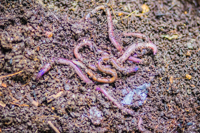 Earthworm farm is turning the organic kitchen waste into nutrient-rich fertilizer. Worm farming (vermiculture) is done by gardeners who keep earthworms to provide themselves with the rich vermicompost. Earthworm farm is turning the organic kitchen waste into nutrient-rich fertilizer. Worm farming (vermiculture) is done by gardeners who keep earthworms to provide themselves with the rich vermicompost