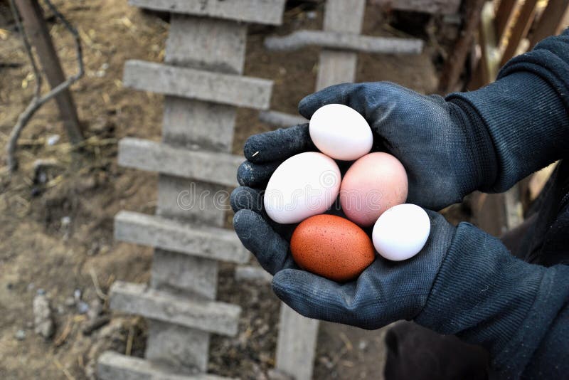 Farmer holding in hands fresh hen eggs on barnyard . Farmer holding in hands fresh hen eggs on barnyard .