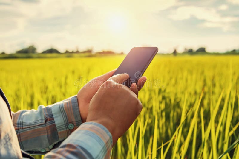 фермер используя мобильный проверяя отчет земледелия стоковое фото rf