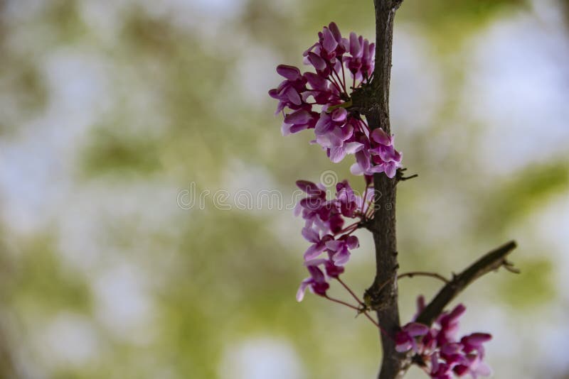 Филиал cercis с розового крупным планом цветов. Филиал с красивым розового крупным планом цветов с нечеткой фоном стоковые фото