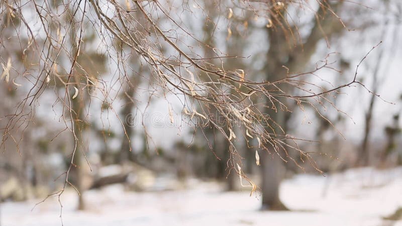Филиал березы без листьев на день зимы снежный на открытом воздухе.