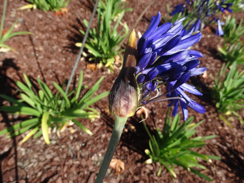 Фиолет Agapanthus голубой стоковые фотографии rf