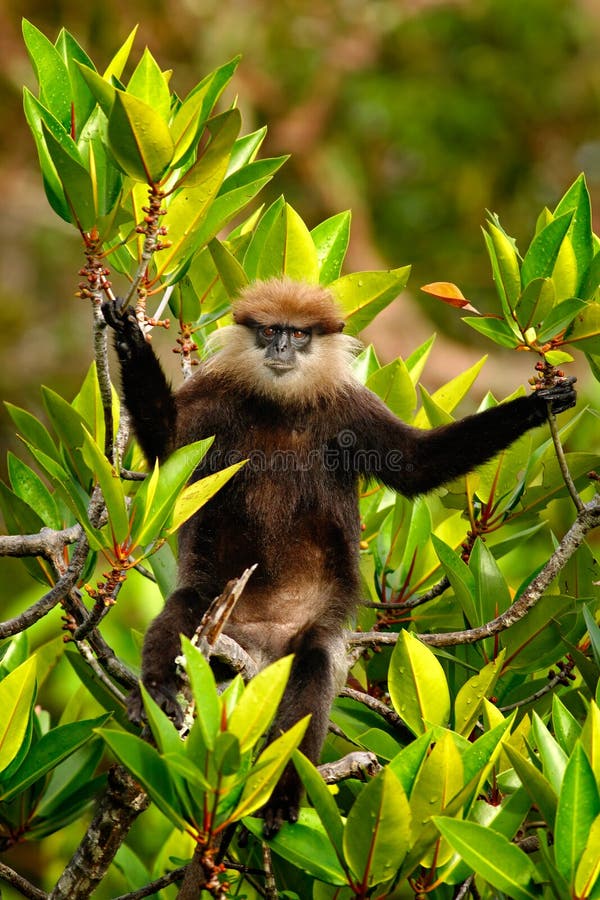 Фиолетов-лицый Langur, vetulus Trachypithecus, обезьяна сидя на ветви, среда обитания дерева природы, Шри-Ланка Редкое животное о стоковые фото Фиолетов-лицый Langur, vetulus Trachypithecus, обезьяна сидя на ветви, среда обитания дерева природы, Шри-Ланка Редкое животное о стоковые фото