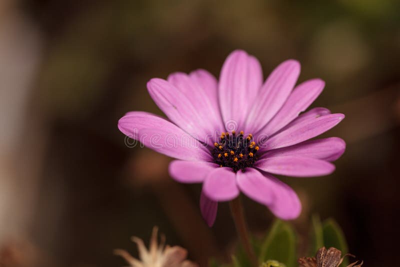 Фиолетовая африканская маргаритка, Osteospermum Ecklonis стоковое фото rf Фиолетовая африканская маргаритка, Osteospermum Ecklonis стоковое фото rf