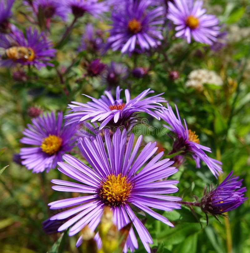 Purple asters blooming in a city park, Boise, Idaho. Purple asters blooming in a city park, Boise, Idaho.